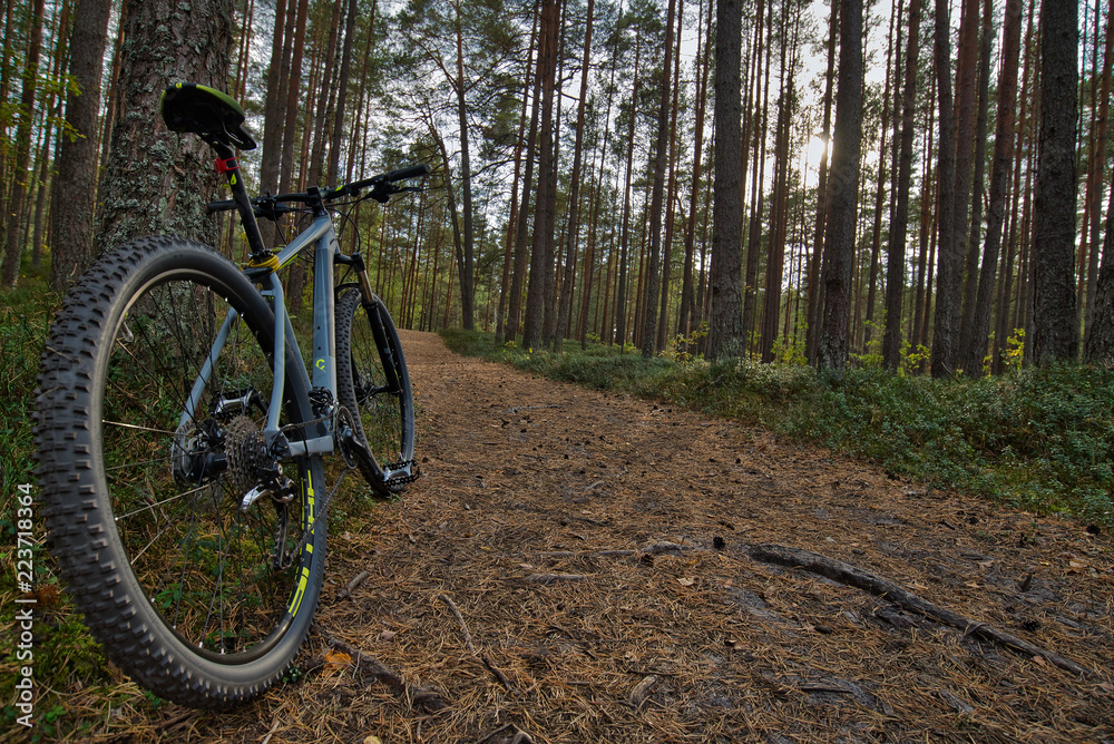 mountain bike ride through the forest