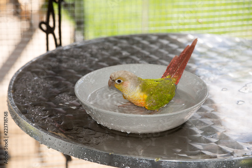  ウロコインコの水浴び