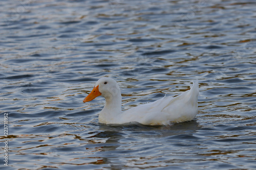 white duck in the water