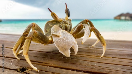 A large crab crawled out on a white sandy beach on a sunny day in Maldives. photo