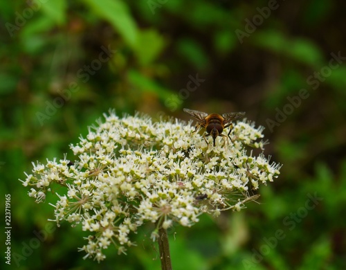 fly pollinating white wildflower © Outerground