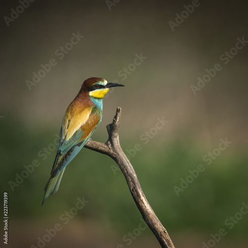 Bee eater on a branch. Colorful bird portrait.