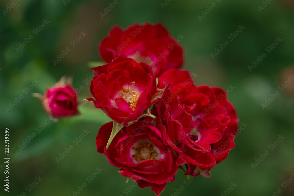 beautiful little red roses beautiful little red roses