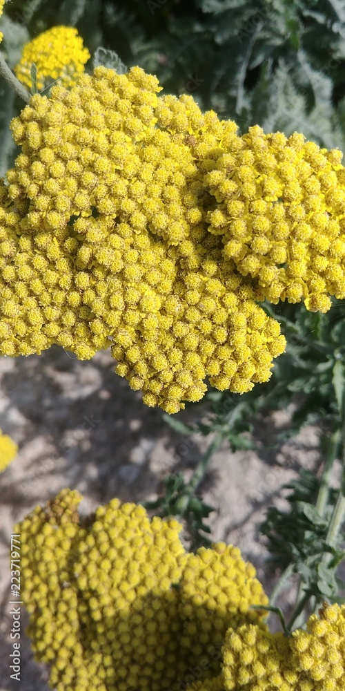 yellow flowers and sage leaves yellow flowers and sage leaves