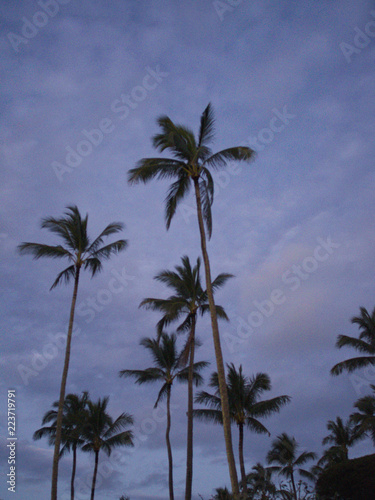 Gro  e Palmen w  hrend der blauen Stunde mit Wolken im Hintergrund