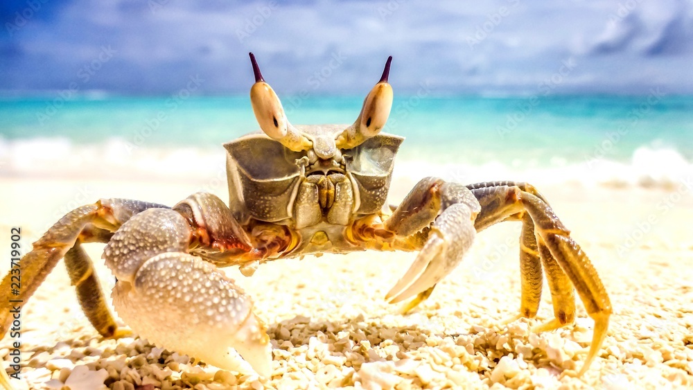crab standing in a beach resort in Maldives. crab standing in a beach resort in Maldives.