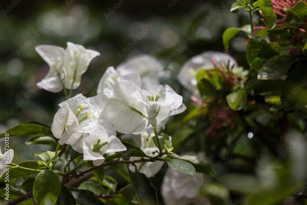 White Bougainvillea flower in dark background White Bougainvillea flower in dark background