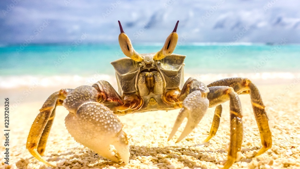 crab standing in a beach resort in Maldives.