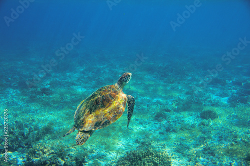 Sea turtle in shallow water underwater photo. Marine green sea turtle. Wildlife of tropical coral reef.