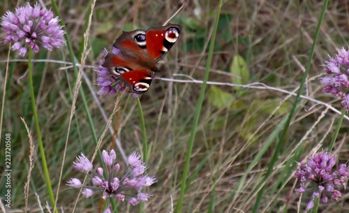 BUTTERFLY PEACOCK ON THE MEADOW 