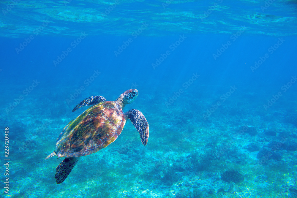 Obraz premium Sea turtle underwater photo. Endangered sea turtle closeup. Wildlife of tropical coral reef. Sea tortoise in water.