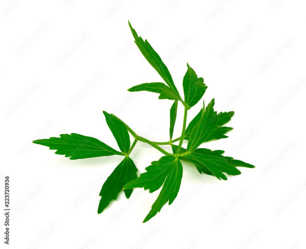 Lovage Medicinal and Culinary Herb Plant. Levisticum Officinale Isolated on White Background. Lovage Medicinal and Culinary Herb Plant. Levisticum Officinale Isolated on White Background.