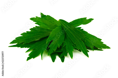 Lovage Medicinal and Culinary Herb Plant. Levisticum Officinale Isolated on White Background.
