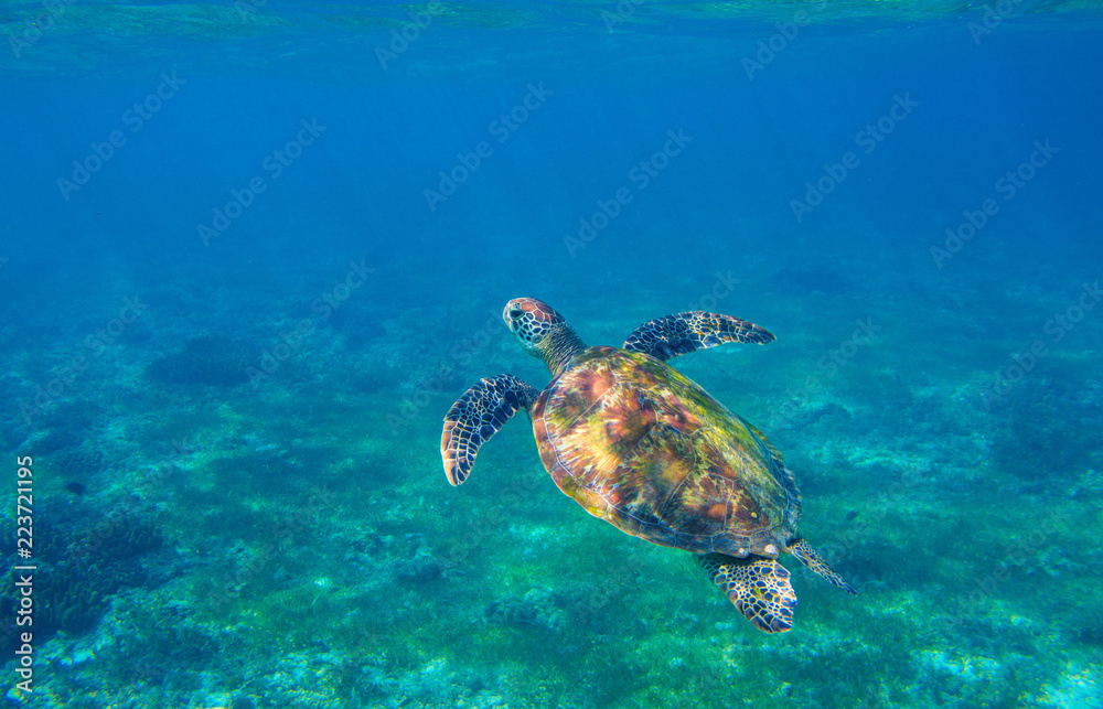 Sea turtle in seashore underwater photo. Marine green sea turtle. Wildlife of tropical coral reef. Sea turtle in seashore underwater photo. Marine green sea turtle. Wildlife of tropical coral reef.