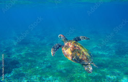 Sea turtle in seashore underwater photo. Marine green sea turtle. Wildlife of tropical coral reef.