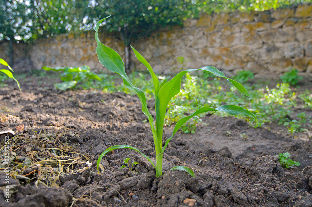 Young Corn Plants. Young green corn growing on the field. Young Corn Plants. Young green corn growing on the field.