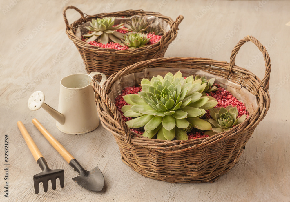 Rosette Sempervivum in the basket