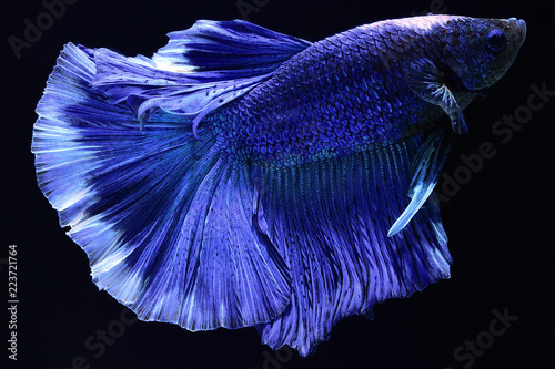 Foto Super blue Betta Siamese fighting fish