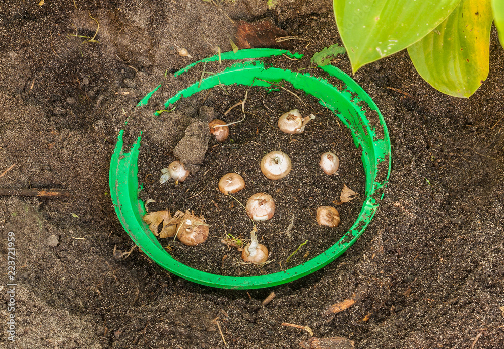 Basket for planting bulbous plants with crocus bulbs Basket for planting bulbous plants with crocus bulbs