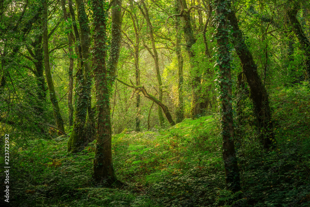 Obraz premium Landschaft geheimnisvoller Wald in zauberhaftem Licht - Landscape of mysterious forest in enchanting light