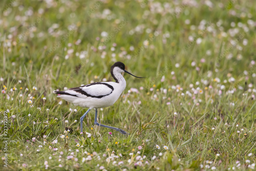 Obraz premium Avocette élégante (Recurvirostra avosetta - Pied Avocet)