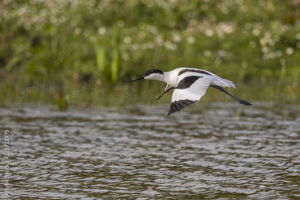 Avocette élégante (Recurvirostra avosetta - Pied Avocet) en vol -