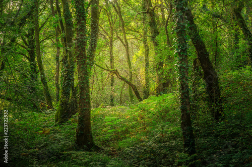 Landschaft geheimnisvoller Wald in zauberhaftem Licht - Landscape of mysterious forest in enchanting light © Fotoschlick