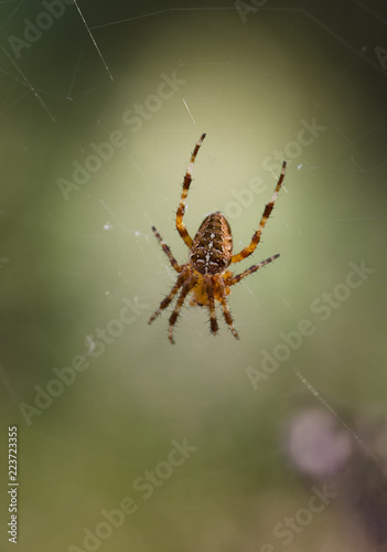 European garden spider, Araneus diadematus in web.