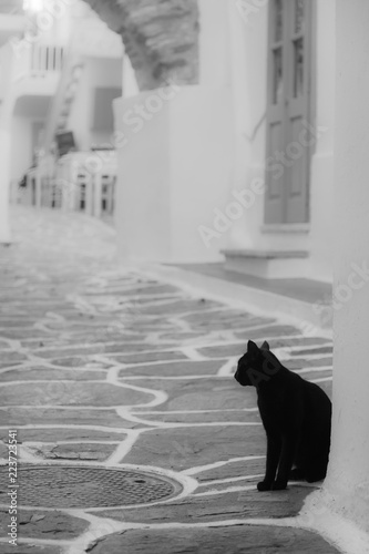 black cat in paros naoussa greece cycladic streets 5
