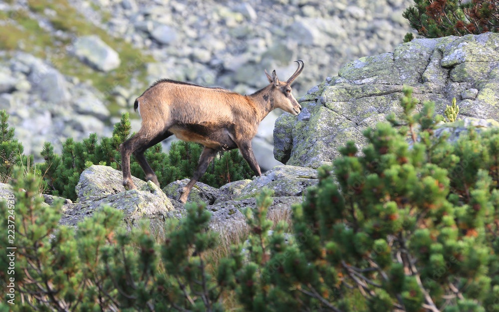 Obraz premium mountain goat walk among stones