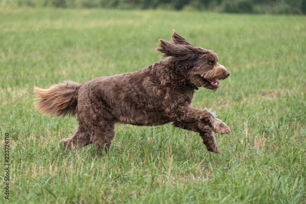 Chocolate Brown Labradoodle in a Field Chocolate Brown Labradoodle in a Field