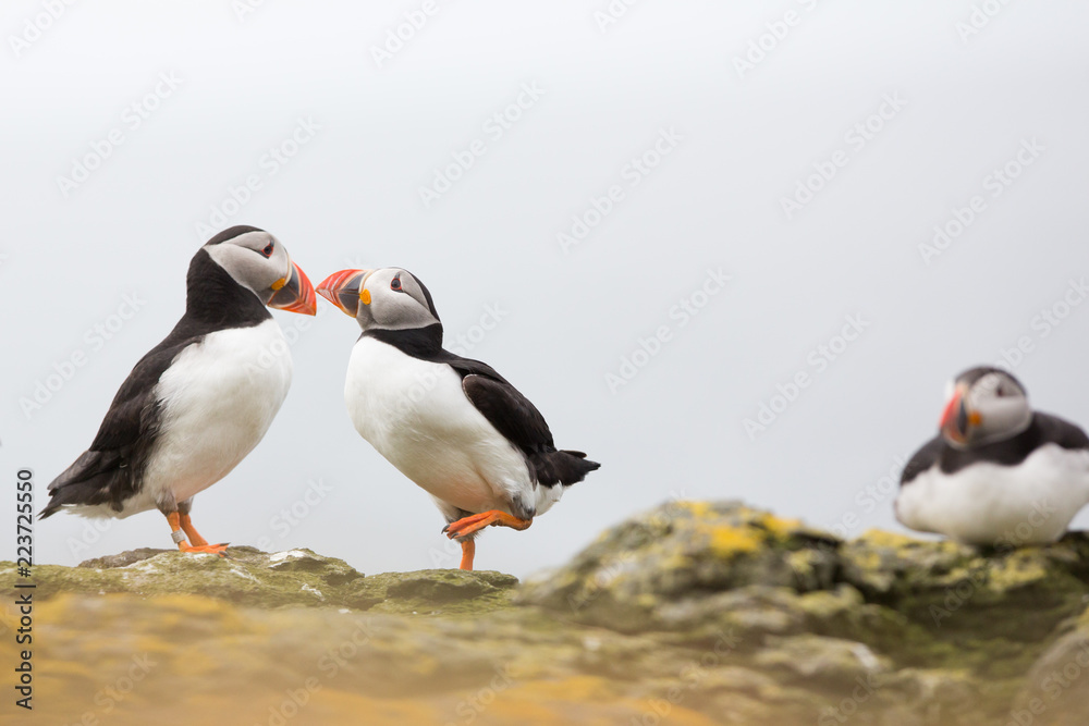 Fototapeta premium Atlantic Puffin (Fratercula arctica) pair billing and bonding, near nest site at breeding colony in wild flowers