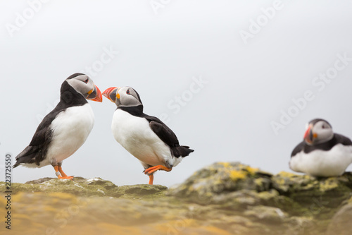 Photos Atlantic Puffin (Fratercula arctica) pair billing and bonding, near nest site at