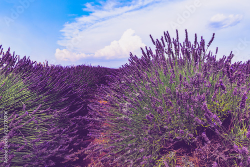 Lavender field. Harvesting. Beautiful sky. Against the backdrop of mountains and clouds. French Provence. Surroundings of Valansol. Toned.