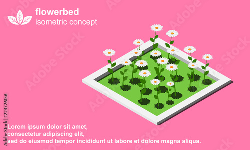 Fototapeta Naklejka Na Ścianę i Meble -  Flowerbed isometric vector illustration. Beautiful daisy icon.