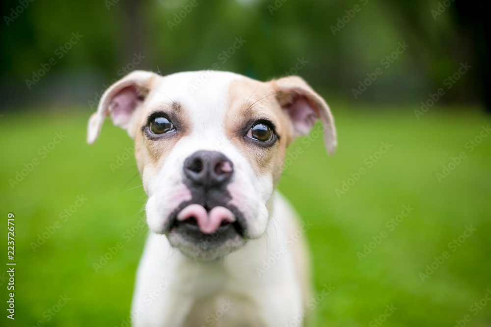 A cute Bulldog mixed breed puppy sticking its tongue out
