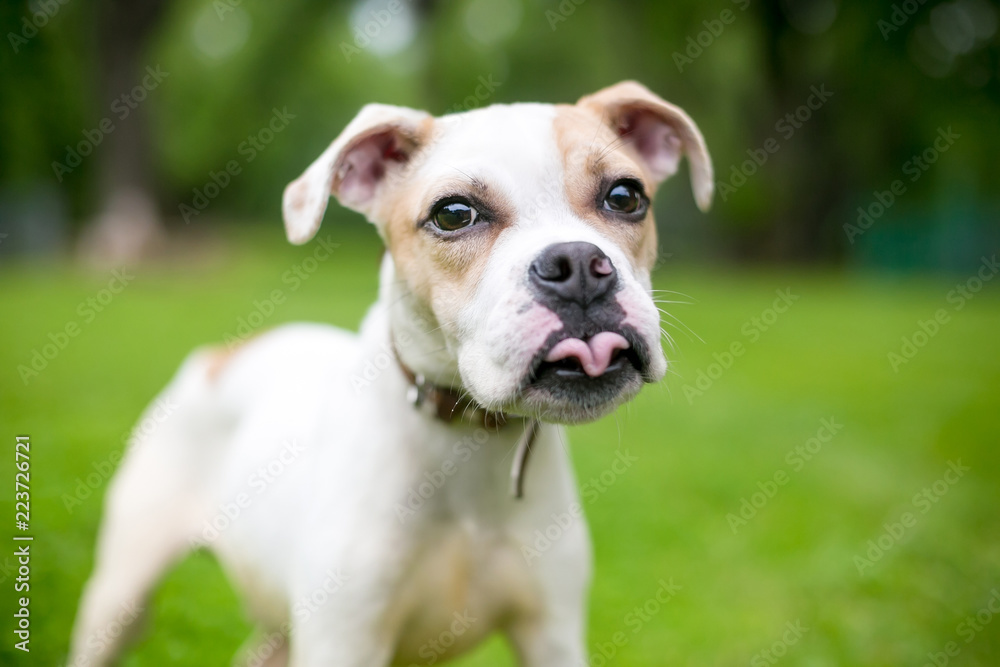 A cute Bulldog mixed breed puppy sticking its tongue out