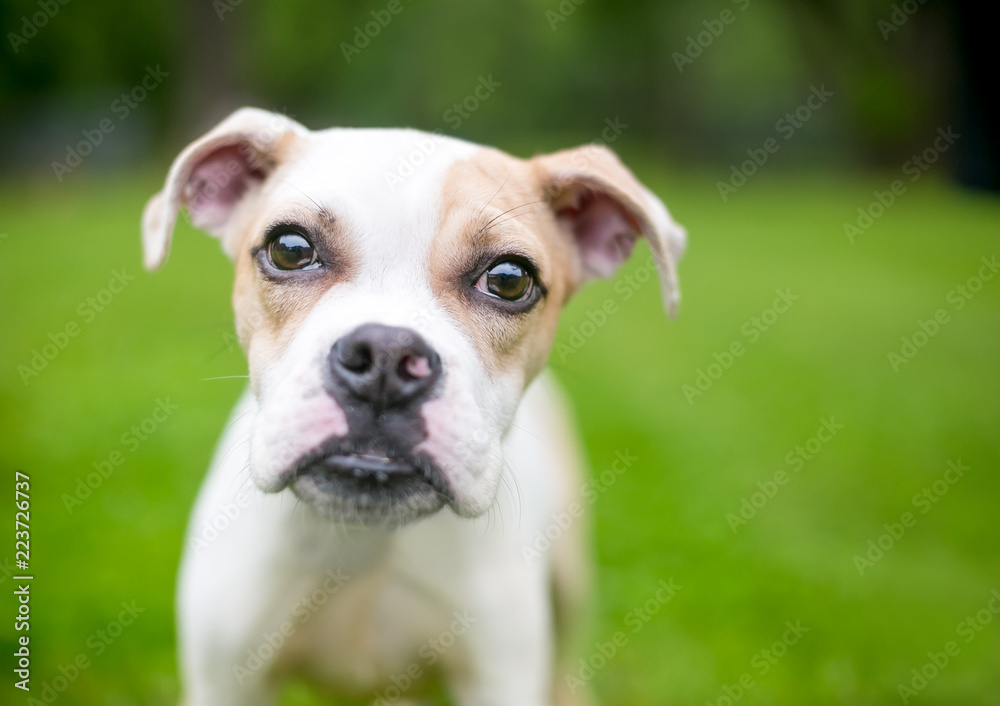 A cute Bulldog mixed breed puppy looking at the camera