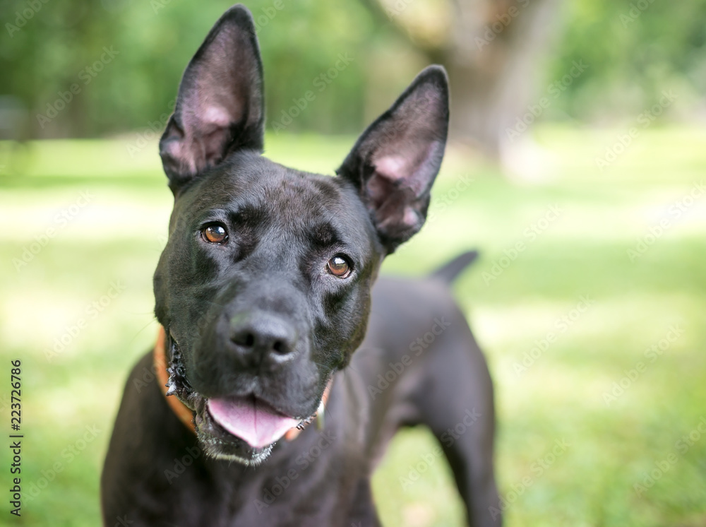 A happy black Terrier mixed breed dog with large ears, listening with a head tilt