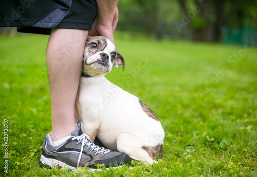 A timid Bulldog mixed breed puppy cuddling against a person's legs