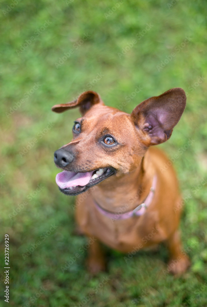 A red Miniature Pinscher dog with floppy ears sitting in the grass A red Miniature Pinscher dog with floppy ears sitting in the grass