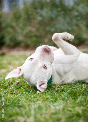 A white Pit Bull Terrier mixed breed dog lying on its back in the grass © Mary Swift