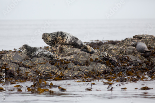 Grey seal (Halichoerus grypus) colony group on rock at colony