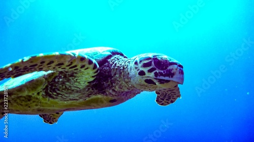 Hawksbill sea turtle in blue lagoon of Indian Ocean  Maldives.