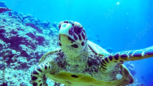 Hawksbill sea turtle in blue lagoon of Indian Ocean, Maldives.