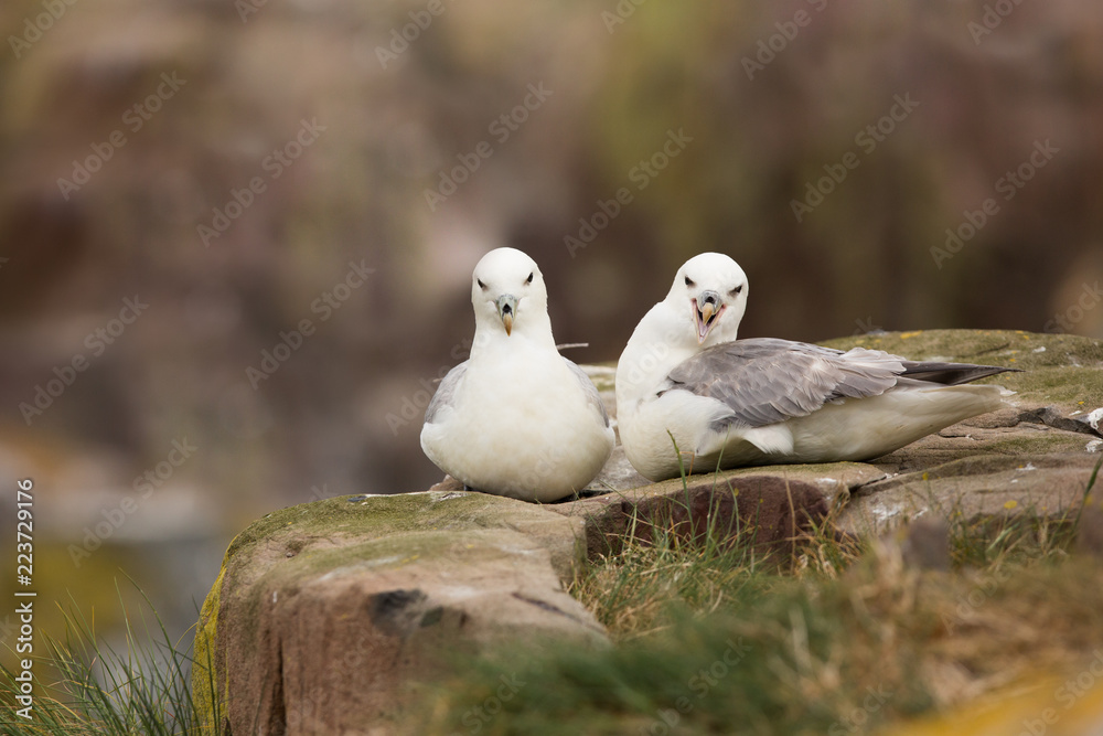 Northern fulmar (Fulmarus glacialis) pair at nest site calling and preening Northern fulmar (Fulmarus glacialis) pair at nest site calling and preening