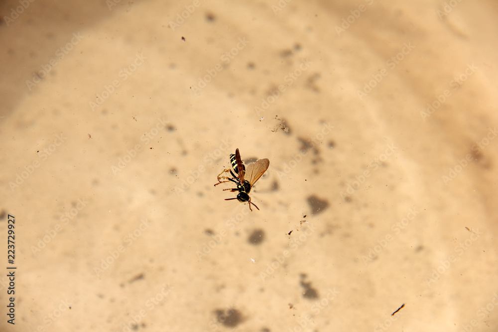 Wasp in the water Wasp in the water