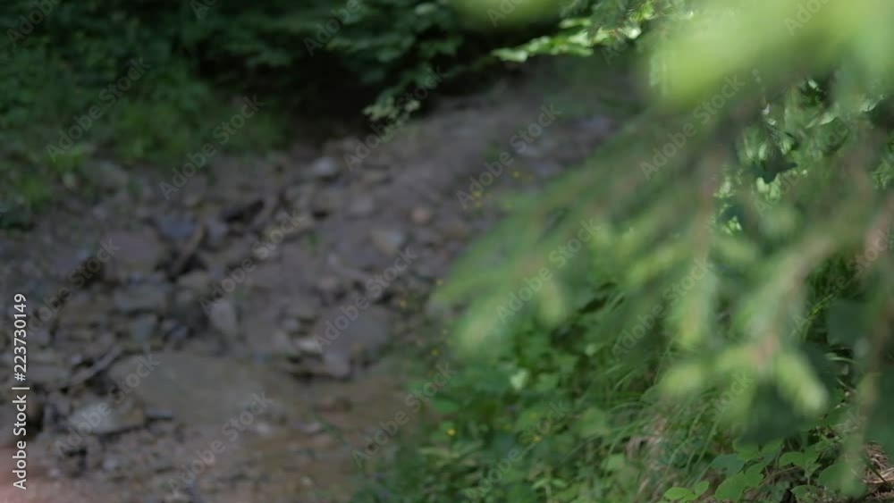 Forest Forest