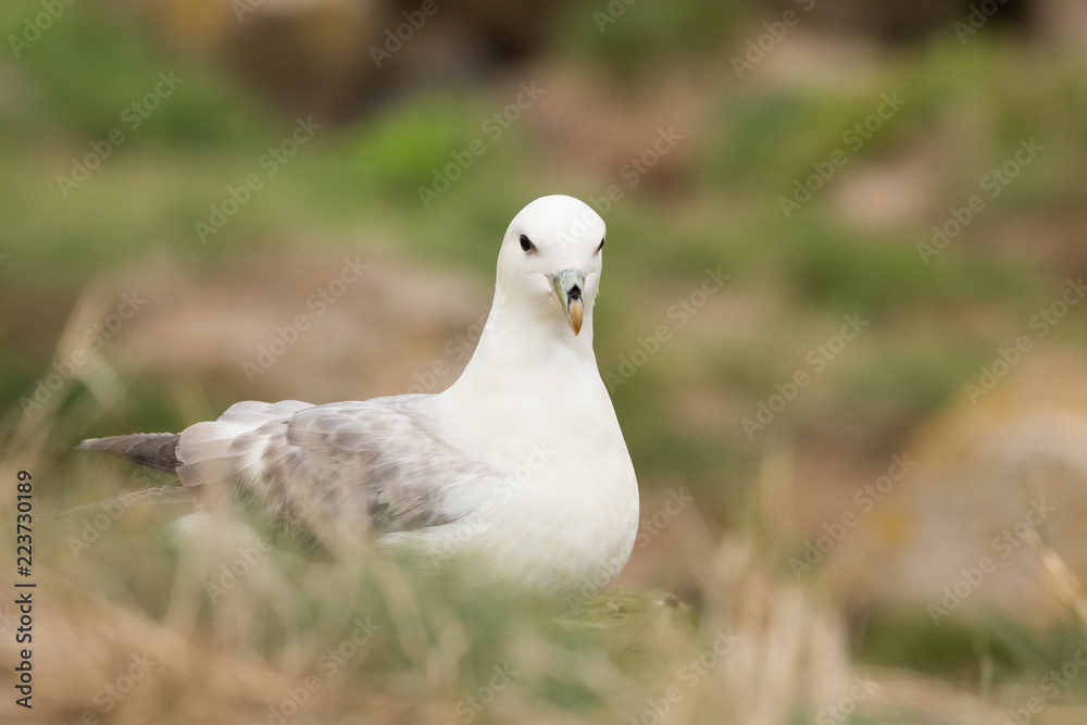Fototapeta premium Northern fulmar (Fulmarus glacialis) at nest site calling and preening