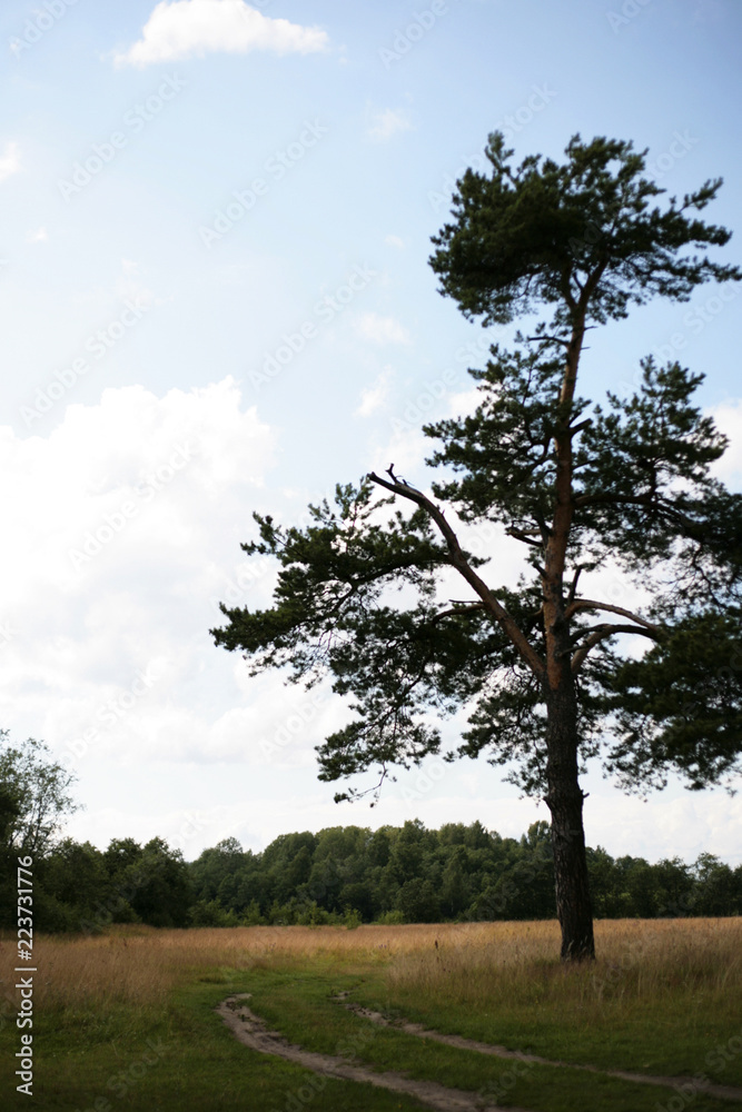 Fototapeta premium tree in the field